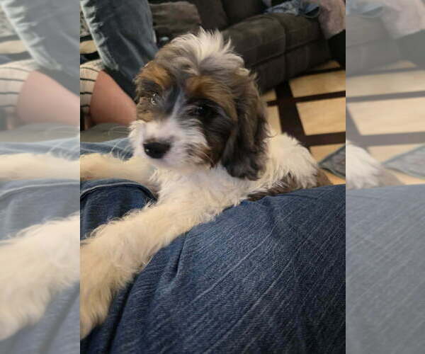 Medium Photo #5 Cavapoo Puppy For Sale in CITRUS HEIGHTS, CA, USA
