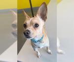 Small #2 Chihuahua Mix