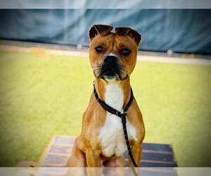 Mutt Dogs for adoption in Orlando, FL, USA