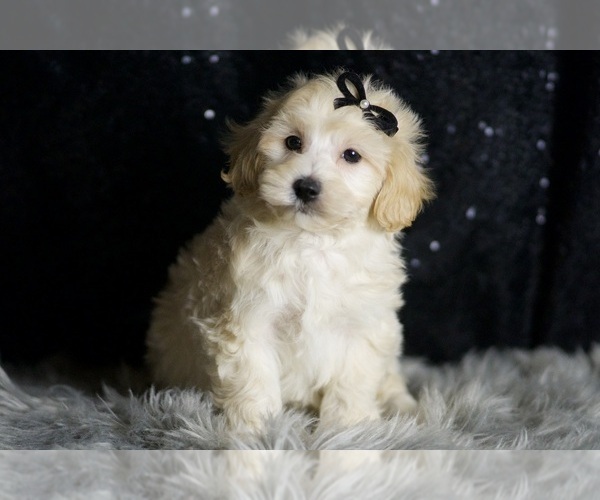 Medium Photo #35 Maltipoo (Miniature) Puppy For Sale in WARSAW, IN, USA