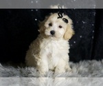 Puppy Ares Maltipoo (Miniature)