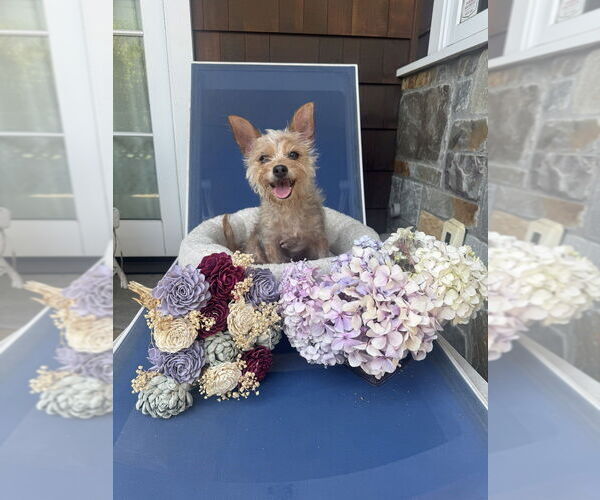 Medium Photo #3 Mutt Puppy For Sale in W Hollywood, CA, USA