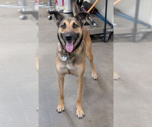 German Shepherd Dog-Unknown Mix Dogs for adoption in Forestville, MD, USA
