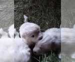 Small Photo #6 Great Pyrenees Puppy For Sale in RONAN, MT, USA