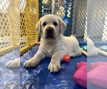 Small Photo #6 Labrador Retriever Puppy For Sale in CARMICHAEL, CA, USA