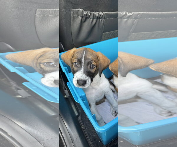 Medium Photo #3 Labrador Retriever-Unknown Mix Puppy For Sale in The Woodlands, TX, USA