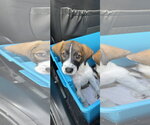 Small #2 Labrador Retriever Mix