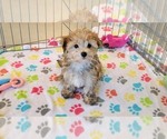 Small #8 Morkie