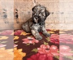 Small #6 Schnauzer (Miniature)