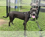 Small #2 American Pit Bull Terrier Mix