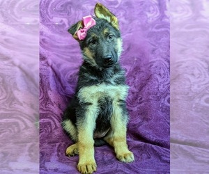 German Shepherd Dog Puppy for sale in LANCASTER, PA, USA