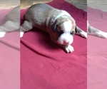 Small Photo #7 Boxer Puppy For Sale in MARTHASVILLE, MO, USA