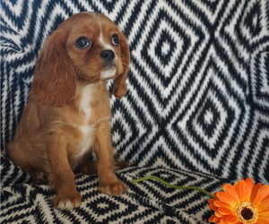 Cavalier King Charles Spaniel Puppy for Sale in WESTCLIFFE, Colorado USA