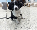 Small #1 Australian Shepherd-Bernedoodle Mix