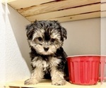 Small #7 Morkie