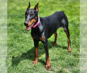Doberman Pinscher Puppy for sale in HOAGLAND, IN, USA