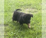 Small #6 German Shepherd Dog