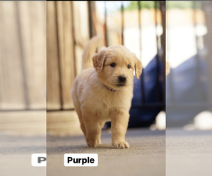 Golden Retriever Puppy for sale in VACAVILLE, CA, USA