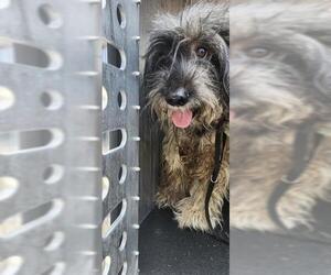 Mutt Dogs for adoption in San Antonio, TX, USA