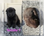 Puppy Puppy 6 Belgian Malinois