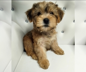 Poodle (Miniature)-Shorkie Tzu Mix Puppy for sale in BARSTOW, CA, USA