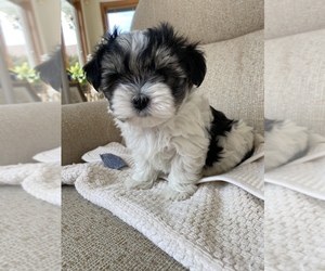 Morkie Puppy for sale in MACOMB, MI, USA