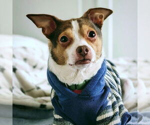 Rat-Cha Dogs for adoption in Atlanta, GA, USA