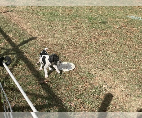 Medium Photo #5 German Shorthaired Pointer Puppy For Sale in SANFORD, NC, USA