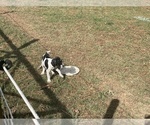 Small Photo #5 German Shorthaired Pointer Puppy For Sale in SANFORD, NC, USA
