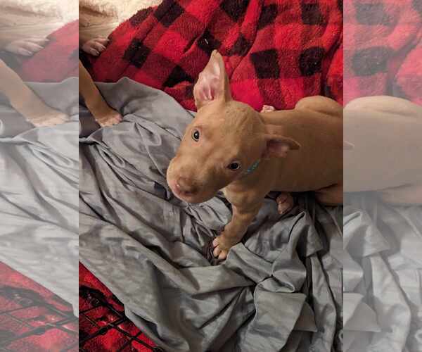 Medium Photo #20 American Staffordshire Terrier-Unknown Mix Puppy For Sale in Holly Springs, NC, USA