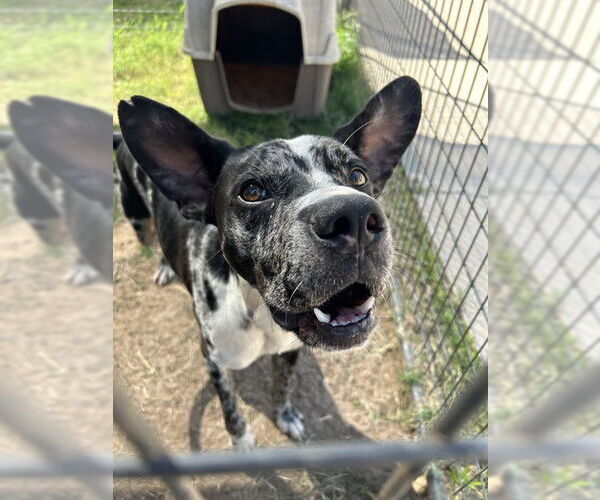 Medium Photo #1 Catahoula Leopard Dog-Unknown Mix Puppy For Sale in Waco, TX, USA
