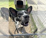 Small Catahoula Leopard Dog Mix