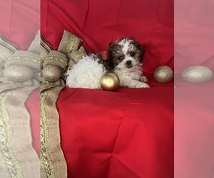 Bichon Frise-Shih-Poo Mix Puppy for sale in INDIANAPOLIS, IN, USA