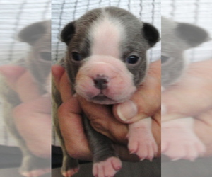 Boston Terrier Puppy for Sale in BEND, Oregon USA