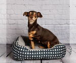 Small #4 Miniature Pinscher Mix