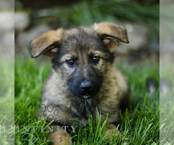 Medium Photo #3 Australian Shepherd-German Shepherd Dog Mix Puppy For Sale in BIRD IN HAND, PA, USA