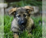 Small #2 Australian Shepherd-German Shepherd Dog Mix