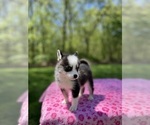 Small #1 Pomsky