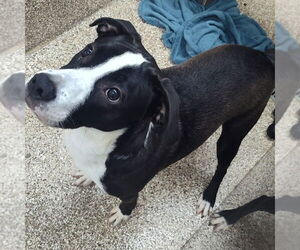 American Pit Bull Terrier-Border Collie Mix Dogs for adoption in Martinsburg, WV, USA