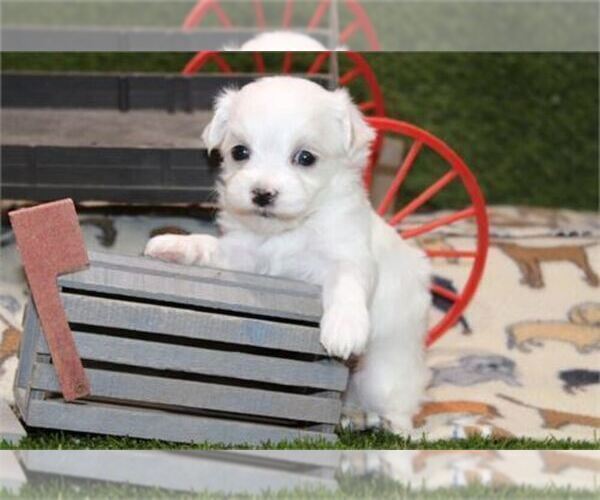 Medium Photo #5 Maltese Puppy For Sale in MIAMI, FL, USA