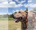 Small #7 American Staffordshire Terrier-German Shepherd Dog Mix