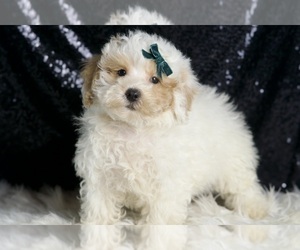 Poodle (Miniature) Puppy for sale in WARSAW, IN, USA