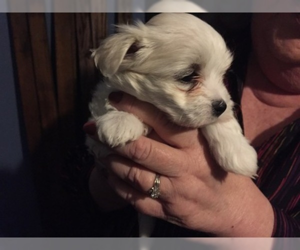 Medium Photo #72 Maltese Puppy For Sale in BRKN ARW, OK, USA