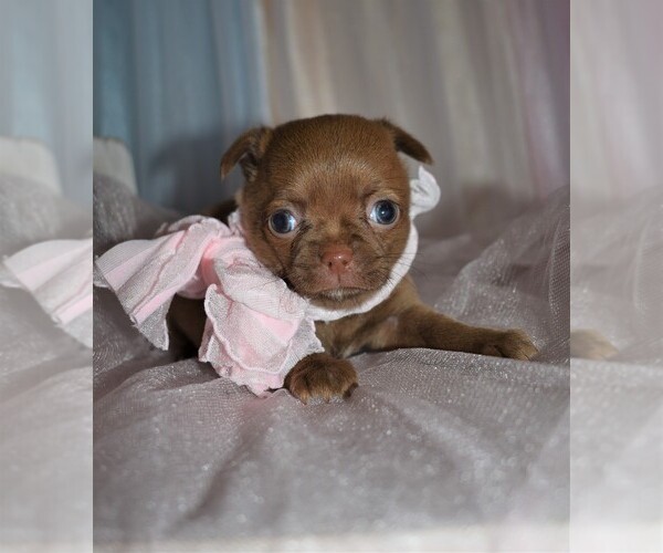 Medium Photo #3 Chihuahua Puppy For Sale in GLOUCESTER, VA, USA