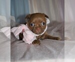 Small Photo #3 Chihuahua Puppy For Sale in GLOUCESTER, VA, USA