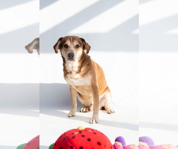 Medium Photo #3 Mutt Puppy For Sale in Jackson, MS, USA