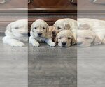 Small #3 English Cream Golden Retriever