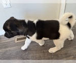 Small Photo #9 Akita Puppy For Sale in BIRON, WI, USA