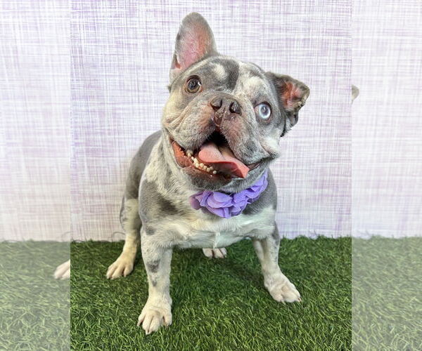 Medium Photo #2 French Bulldog-Unknown Mix Puppy For Sale in Corona, CA, USA