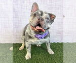 Small #1 French Bulldog Mix
